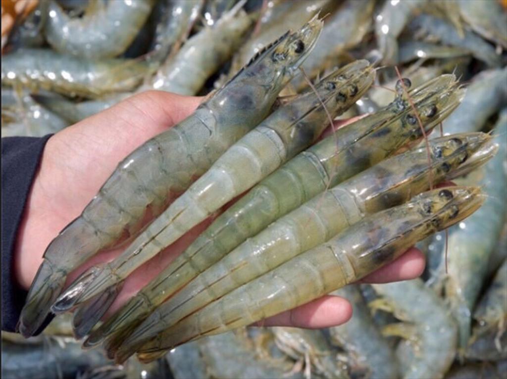 Australia bổ sung tôm tẩm bột và tôm siêu chế biến chưa được làm chín vào Chương trình ưu đãi