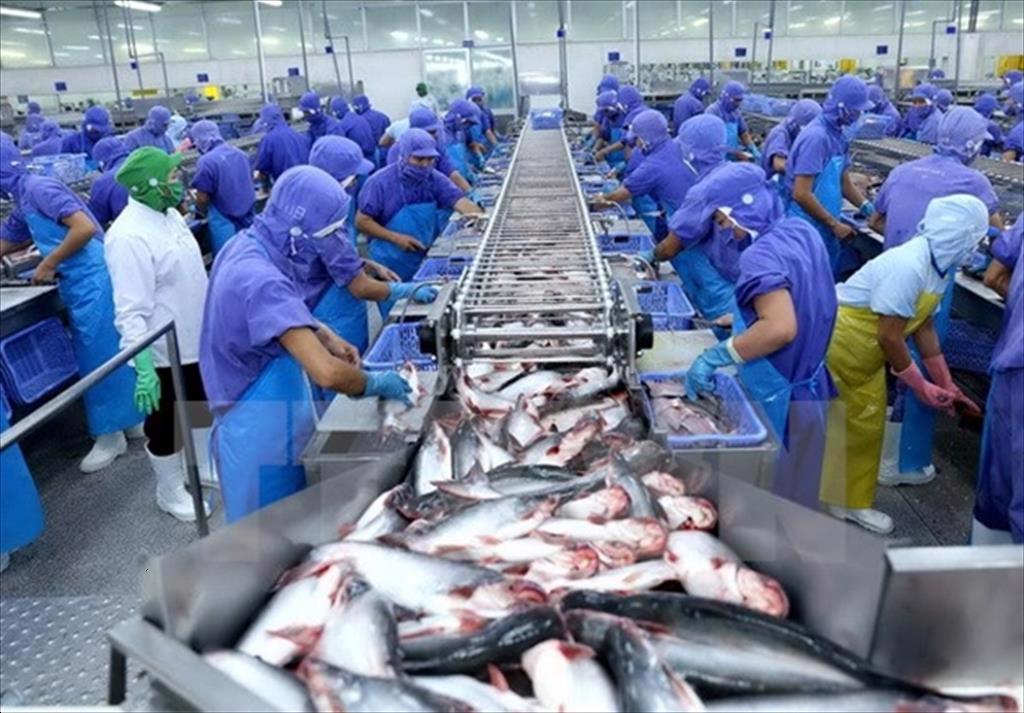 Xuất khẩu cá tra Việt Nam năm 2021 với nhiều cố gắng ngoài sức tưởng tượng