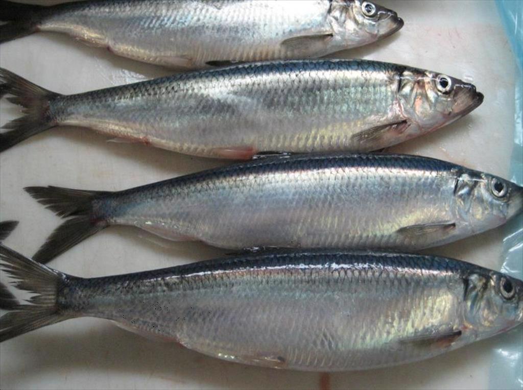 5 loại cá và hải sản phổ biến nhất trên thị trường bán lẻ của Nga