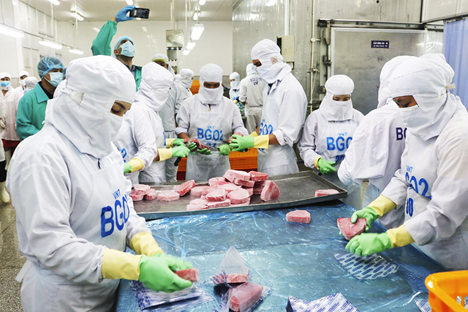 Mỹ chiếm hơn một nửa kim ngạch xuất khẩu cá ngừ Việt Nam