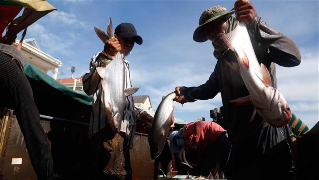 Campuchia lùi xuất thử nghiệm cá tra sang sang Trung Quốc thêm 1 tháng