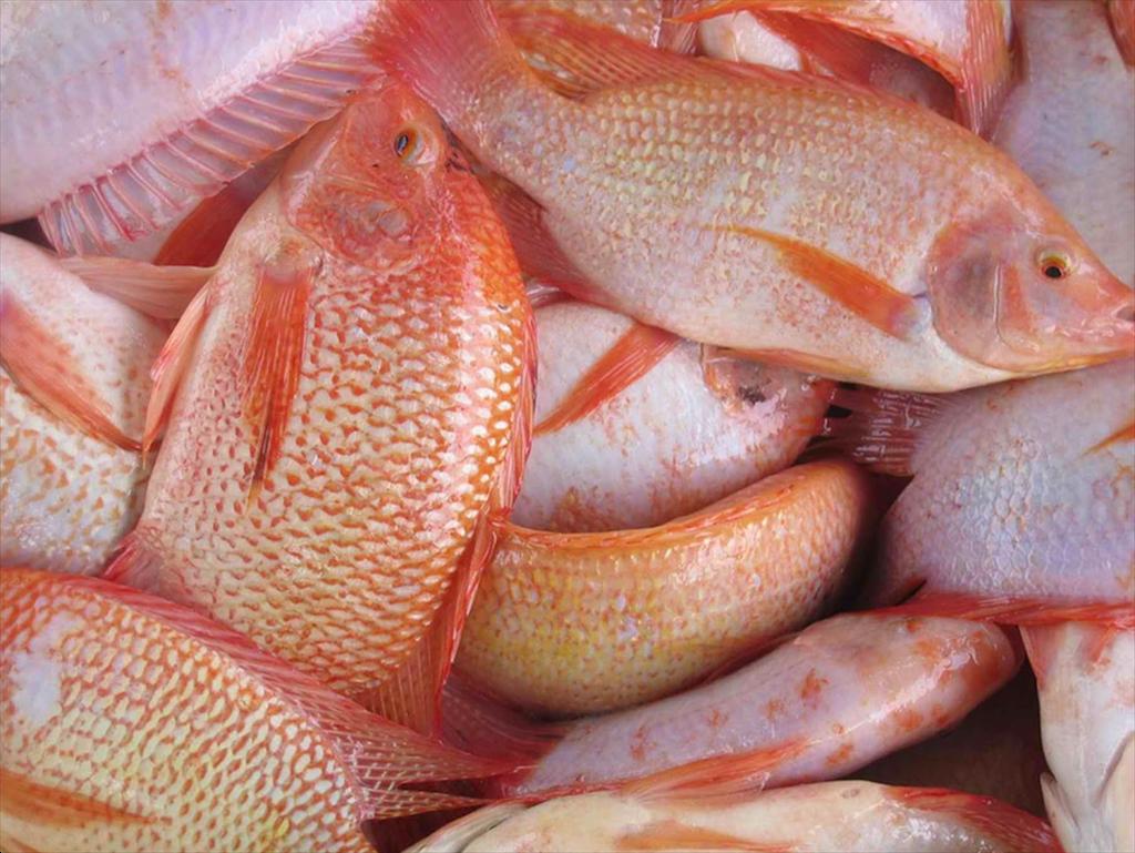 Giá thức ăn thủy sản liên tục tăng người nuôi cá tra nuôi cá diêu hồng ở Vĩnh Long đang thua lỗ