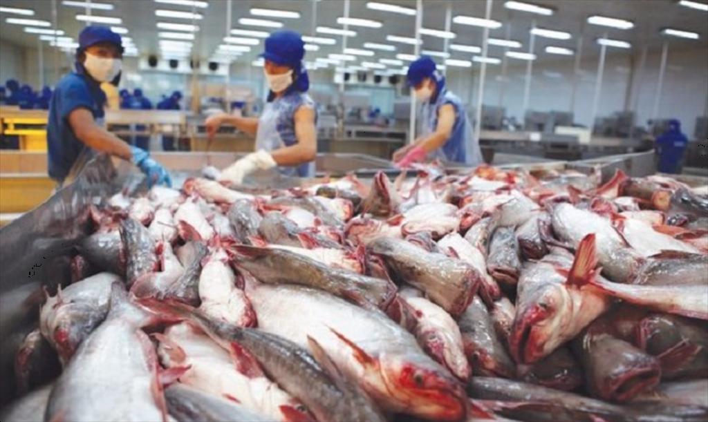 Quý II2022 Cá tra Nam Việt báo lãi cao kỷ lục gấp 10 lần so với cùng kỳ